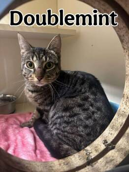 Doublemint -  Domestic Short Hair Cat for Adoption in Hillsboro, Ohio - Doublemint | PetCurious