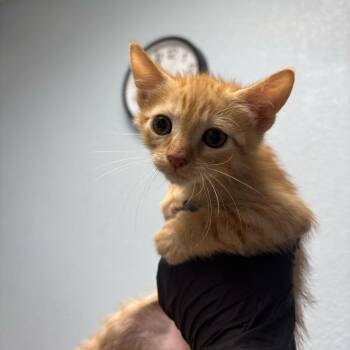 Chess -  Domestic Short Hair Cat for Adoption in Riverside, California - Chess | PetCurious