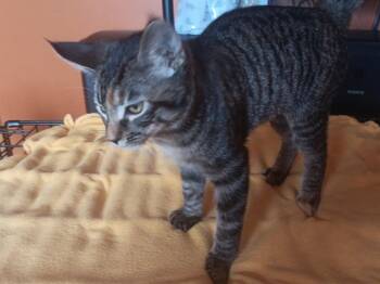 Starbright -  Domestic Short Hair and Tabby Cat for Adoption in Columbus, Minnesota - Starbright | PetCurious