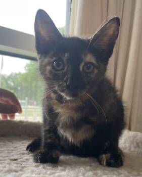 Delilah -  Tortoiseshell Cat for Adoption in Kansas City, Missouri - Delilah | PetCurious