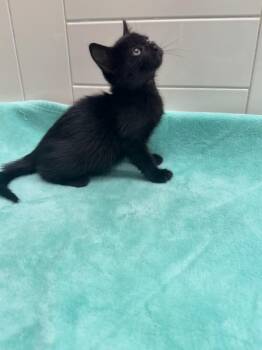Pringle -  Domestic Short Hair Cat for Adoption in Seguin, Texas - Pringle | PetCurious