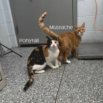Mustache -  Domestic Short Hair Cat for Adoption in Parkersburg, West Virginia - Mustache | PetCurious