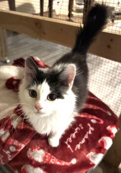 Rescue Domestic Medium Hair Cats for Adoption in Pendleton, Oregon - Millie | PetCurious