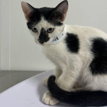 Normand -  Domestic Short Hair Cat for Adoption in Hattiesburg, Mississippi - Normand | PetCurious