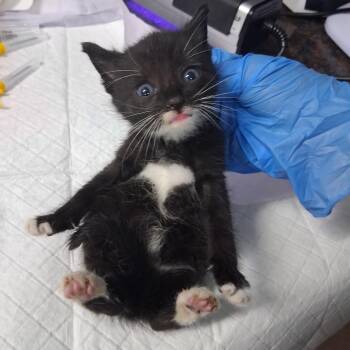 Rollins -  Domestic Short Hair Cat for Adoption in Summerville, South Carolina - Rollins | PetCurious
