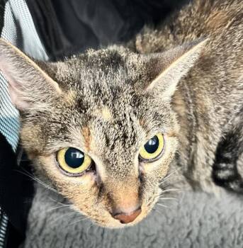 Zia -  Domestic Short Hair Cat for Adoption - Zia | PetCurious