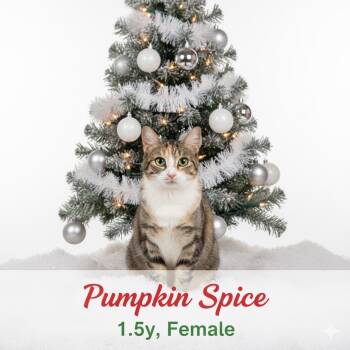 Rescue Domestic Medium Hair Cats for Adoption in Palestine, Texas - Pumpkin Spice | PetCurious