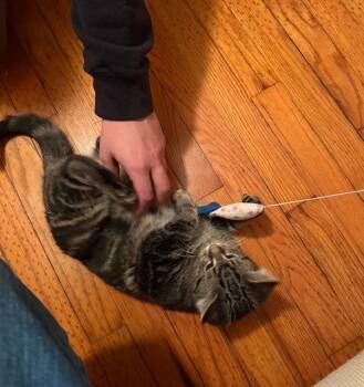 Domestic Medium Hair Cats Available for Adoption - Leaf Bonded (see Description) | PetCurious