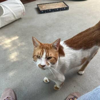 Squints -  Domestic Short Hair Cat for Adoption in Goleta, California - Squints | PetCurious