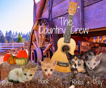 Rescue Calico Cats for Adoption in Culpeper, Virginia - Reba *kitten* | PetCurious