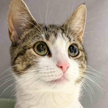 Kylie -  Domestic Short Hair Cat for Adoption in Stamford, Connecticut - Kylie | PetCurious