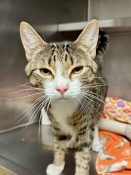 Rescue Domestic Short Hair Cats for Adoption in Yakima, Washington - Melvin | PetCurious