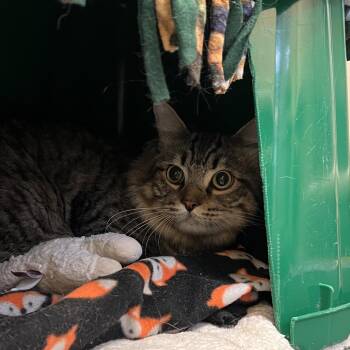 Cobalt -  Domestic Short Hair Cat for Adoption - Cobalt | PetCurious