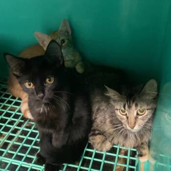 Saturn -  Domestic Short Hair Cat for Adoption in Madill, Oklahoma - Saturn | PetCurious