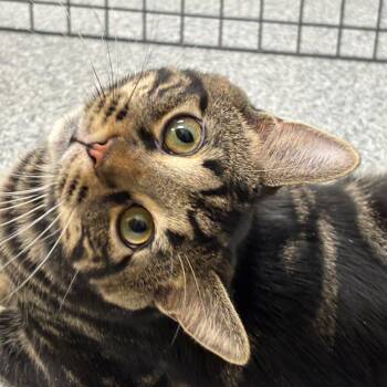 Chief -  Domestic Short Hair Cat for Adoption in Grand Rapids, Michigan - Chief | PetCurious