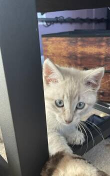 Domestic Short Hair Cats Available for Adoption - Wilbur | PetCurious