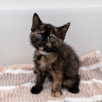 Folder -  Domestic Short Hair Cat for Adoption in New York, New York - Folder | PetCurious