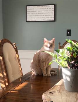 Rescue Siamese Cats for Adoption in Crown Point, Indiana - Myah & Titan (bonded Pair) | PetCurious