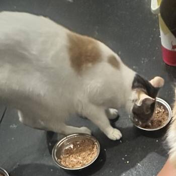 Shasta -  Domestic Short Hair Cat Available for Adoption in Fayetteville, Arkansas - Shasta | PetCurious