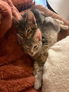 Penelope 6 -  Domestic Short Hair Cat for Adoption in Tucson, Arizona - Penelope 6 | PetCurious