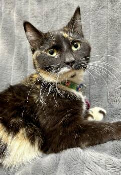 Domestic Short Hair Cats Available for Adoption in Alexandria, Minnesota - Verona | PetCurious
