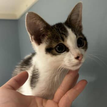 Malcolm -  Domestic Short Hair Cat for Adoption in Chattanooga, Tennessee - Malcolm | PetCurious