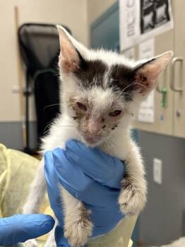 Domestic Short Hair Cats Available for Adoption in Las Vegas, Nevada - WONTON | PetCurious