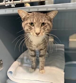 PERRY -  Domestic Short Hair Cat for Adoption in Boston, Massachusetts - PERRY | PetCurious