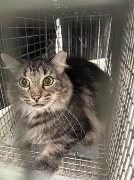 A800312 -  Domestic Long Hair Cat for Adoption in Louisville, Kentucky - A800312 | PetCurious