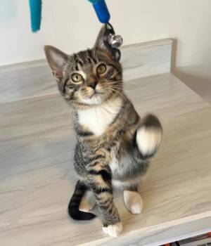 Rescue Domestic Short Hair Cats for Adoption in Dekalb, Illinois - Playful | PetCurious