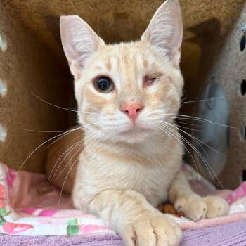 Sheldon J. Plankton -  Domestic Short Hair Cat for Adoption in Los Angeles, California - Sheldon J. Plankton | PetCurious
