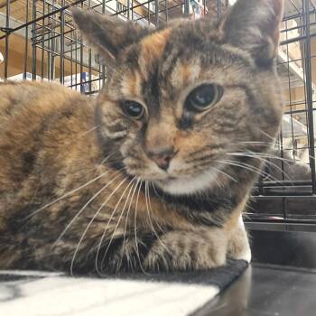 Domestic Long Hair and Tortoiseshell Cats Available for Adoption in Cincinnati, Ohio - Delilah | PetCurious