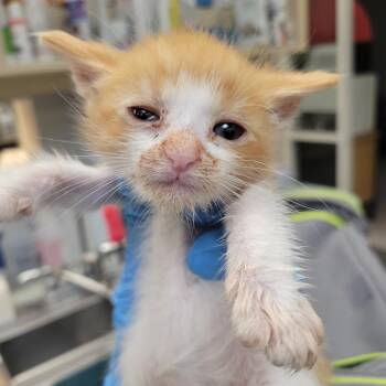 Buffalo Sauce -  Domestic Short Hair Cat for Adoption in Westminster, California - Buffalo Sauce | PetCurious