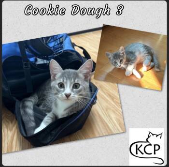 Rescue Domestic Short Hair Cats for Adoption in Courtenay, British Columbia - Cookie D 3 | PetCurious
