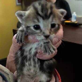 Domestic Short Hair Cats Available for Adoption - Travis | PetCurious