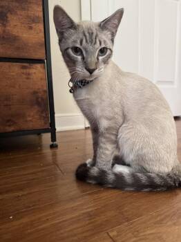 Mr. Mistoffelees -  Domestic Short Hair Cat for Adoption in Richmond, Virginia - Mr. Mistoffelees | PetCurious