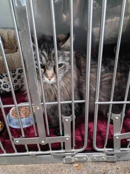 Cashmere -  Domestic Long Hair Cat for Adoption in Pierceton, Indiana - Cashmere | PetCurious