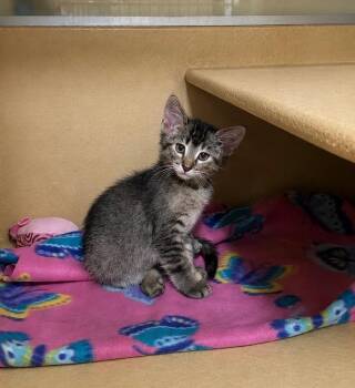 Chairwoman Paw -  Domestic Short Hair Cat for Adoption in Fort Lupton, Colorado - Chairwoman Paw | PetCurious