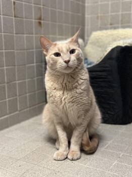Rescue Domestic Short Hair Cats for Adoption in Elwood, New York - Goku | PetCurious