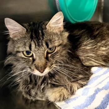 Amarillo -  Domestic Medium Hair Cat for Adoption in Nashville, Tennessee - Amarillo | PetCurious