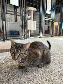 Rescue Tabby Cats for Adoption in Carson City, Nevada - Rain | PetCurious