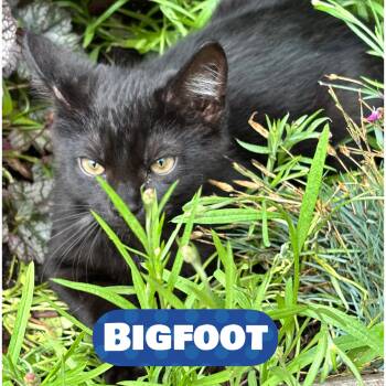 Bigfoot -  Domestic Short Hair Cat for Adoption in Warren, Ohio - Bigfoot | PetCurious
