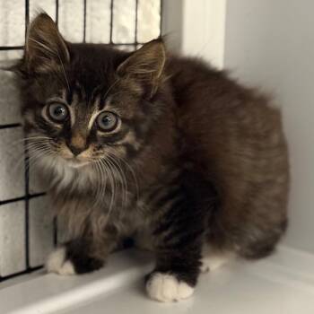 Velvet -  Domestic Medium Hair Cat for Adoption in Trenton, New Jersey - Velvet | PetCurious