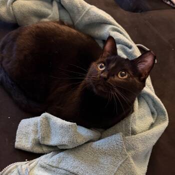 Phoenix II -  Domestic Short Hair Cat for Adoption in Houston, Texas - Phoenix II | PetCurious