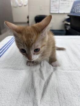 18 Carat Gold -  Domestic Short Hair Cat for Adoption in Westland, Michigan - 18 Carat Gold | PetCurious