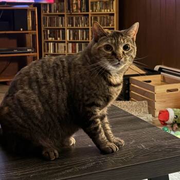 Rescue Domestic Short Hair Cats for Adoption in Medina, Ohio - Goldie 2.0 | PetCurious