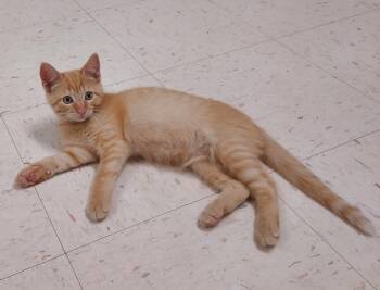 Rudy -  Domestic Short Hair Cat for Adoption in Bardstown, Kentucky - Rudy | PetCurious