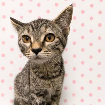 Cora -  Domestic Short Hair Cat for Adoption in Los Angeles, California - Cora | PetCurious