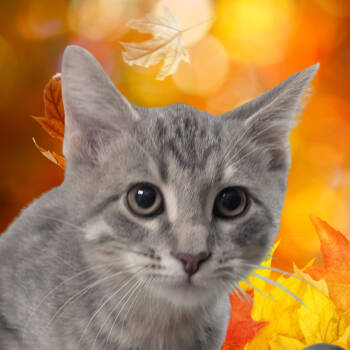 Rescue Domestic Short Hair Cats for Adoption in Canton, Illinois - Werewolf | PetCurious