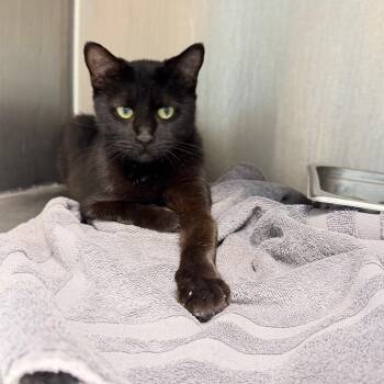 Robin -  Domestic Short Hair Cat for Adoption in Englewood, Florida - Robin | PetCurious